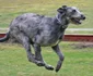 3 irish wolfhound attila jpg jpeg