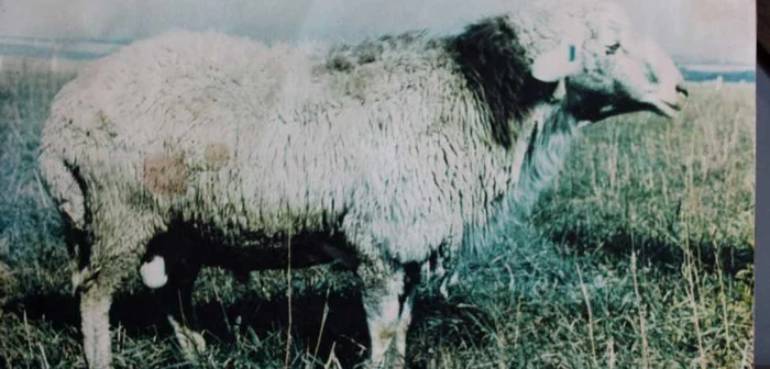 Cercetătorii de la Staţiunea de Cercetare Popăuţi vor să creeze pe baza oii karakul de Botoşani(imagine) o nouă specie de oaie FOTO arhiva statiunii de cercetare de la Popăuţi