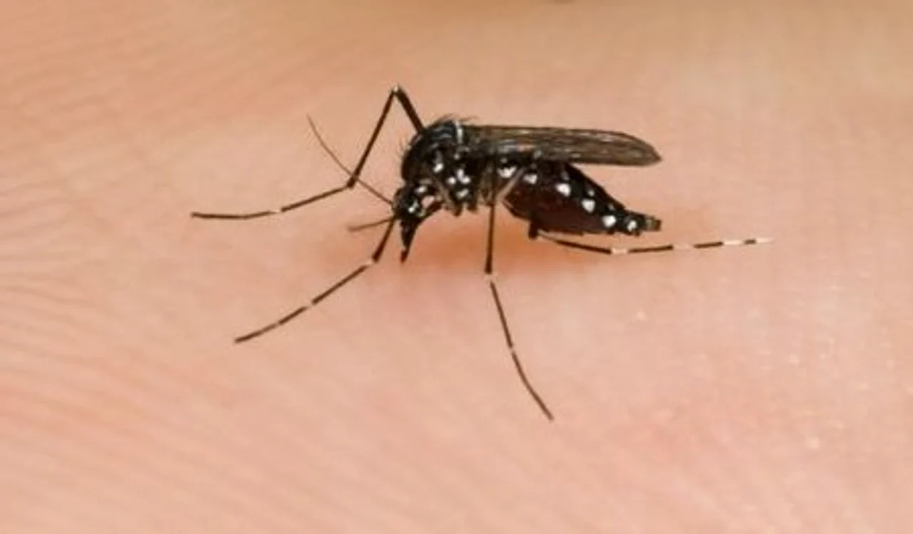 
    Virsul West Nile se transmite de către ţânţari  