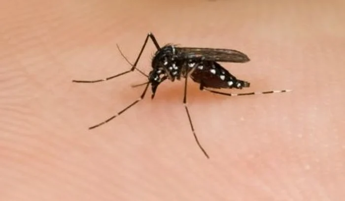 Virsul West Nile se transmite de către ţânţari