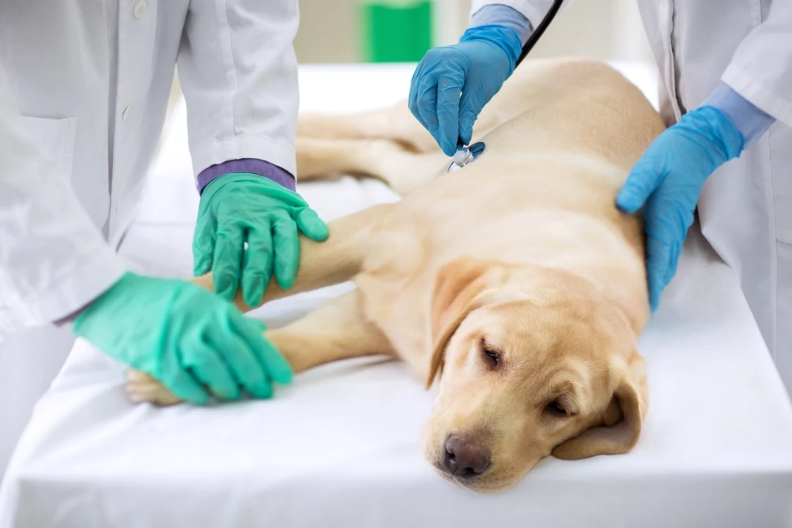 O țară din Europa a introdus concediu plătit pentru îngrijirea animalelor. FOTO: Shutterstock 