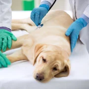 Caine bolnav - veterinar FOTO Shutterstock 