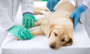 Caine bolnav - veterinar FOTO Shutterstock