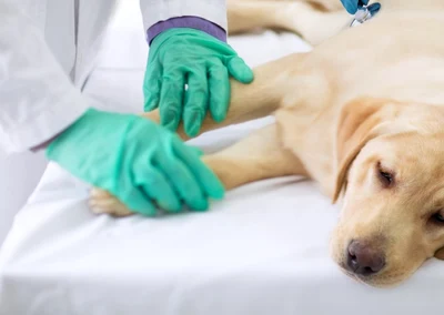 Caine bolnav - veterinar FOTO Shutterstock