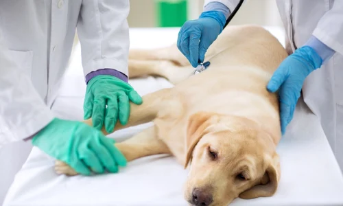 Caine bolnav - veterinar FOTO Shutterstock