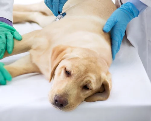 Caine bolnav - veterinar FOTO Shutterstock