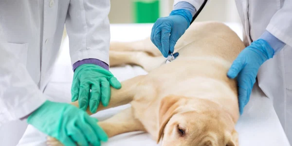 Caine bolnav - veterinar FOTO Shutterstock 