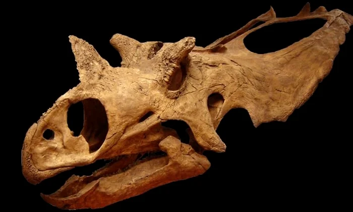 O nouă specie de dinozaur cu creastă a fost identificată în Mexic jpeg