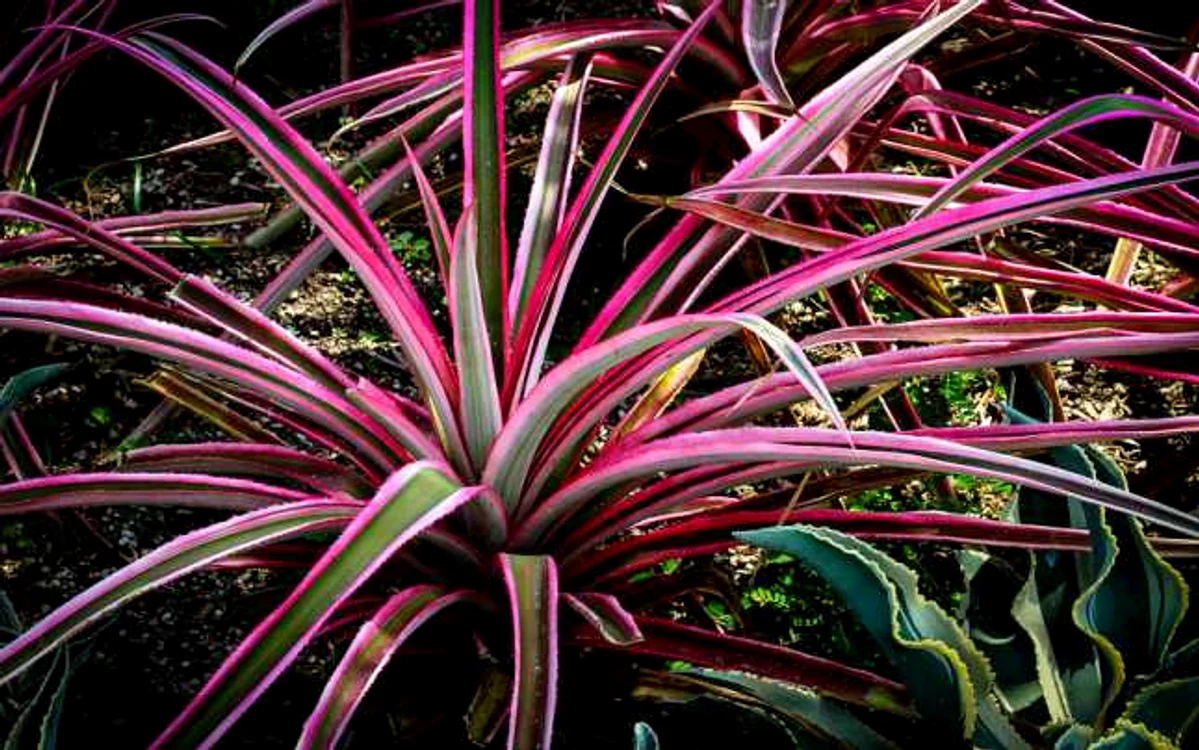 Plante care purifică aerul în casă Dracaena cu margini roşii