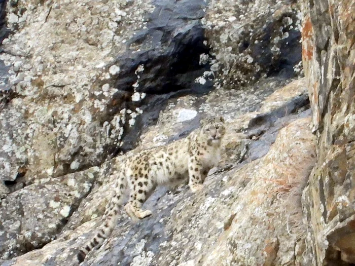 Leopardul a fost suprins în munții Pakistanului / foto: Facebook