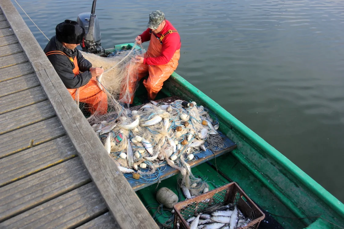 Captură peşte - scrumbia de Dunăre afumată - recunoscută UE Sursa Ro-Pescador / Tiberiu Cazacioc