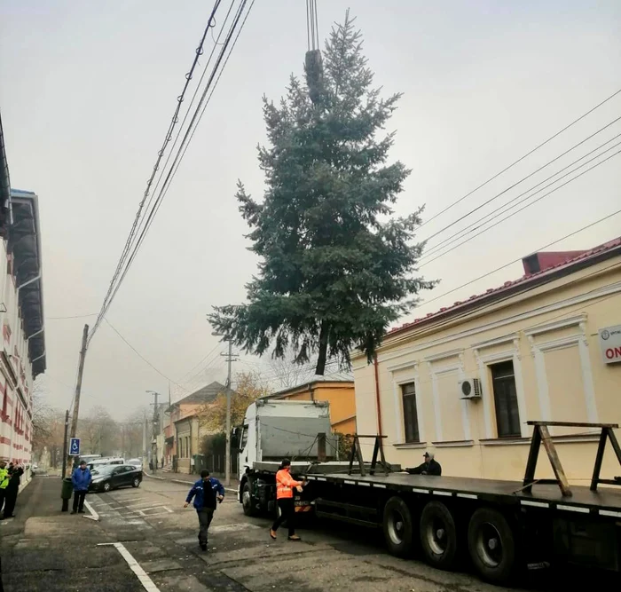 Pomul a fost recoltat de pe strada Libertății. SURSA Ionuț Apostu