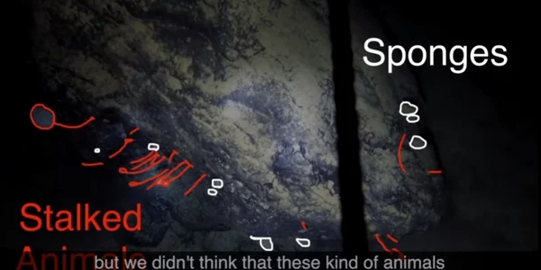 Creaturi stranii sub gheata din Antarctica captura video