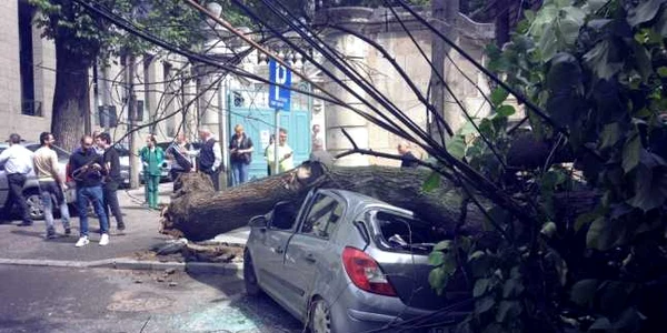 copac cazut bucuresti foto metropotam.ro