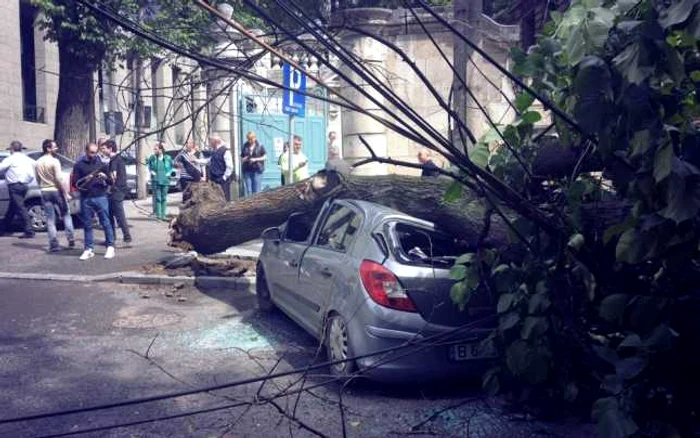 copac cazut bucuresti foto metropotam.ro