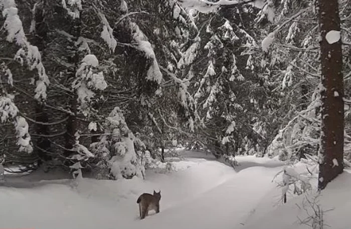 Exemplarul de râs a trecut prin fața camerei de supraveghere FOTO captură video Youtube