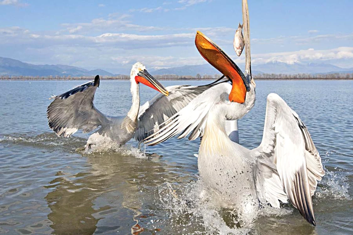„Hai băieţi, să vedem care-i cel mai bun!” ( Fotografii: guliver/rexfeatures)