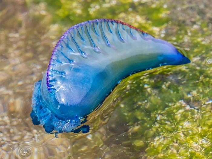 Meduza exotică nu trebuie atinsă FOTO wikipedia.org