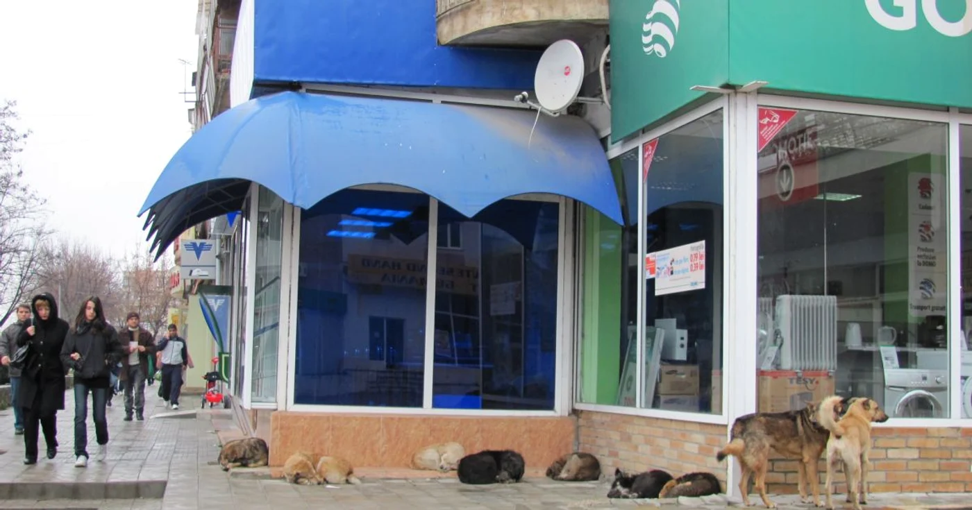 În oraş, haitele de câini sunt la tot pasul