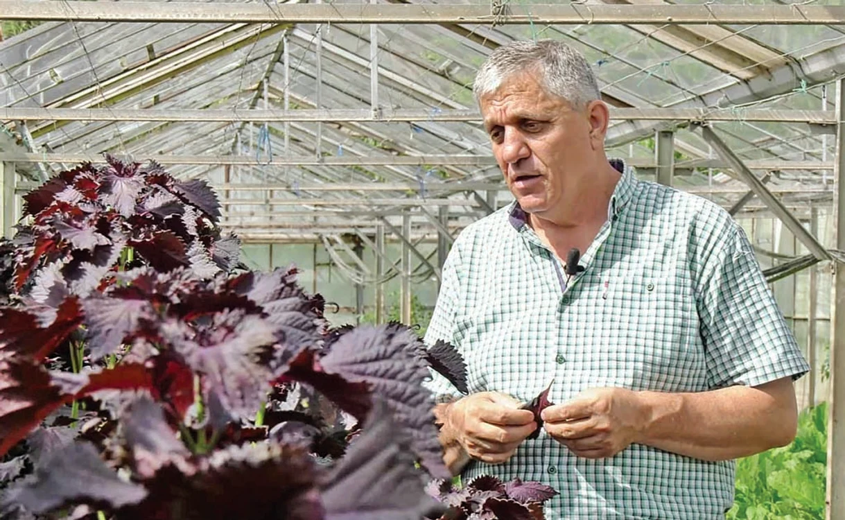 
    Planta are frunze  mari  şi cărnoase  