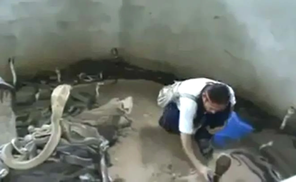 Bărbatul intră fără nicio teamă în camera plină de şerpi