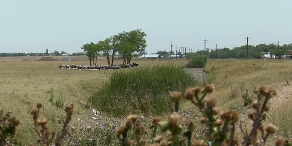 buzauoi