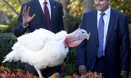 President Obama Pardons National Thanksgiving Turkey   Washington jpeg