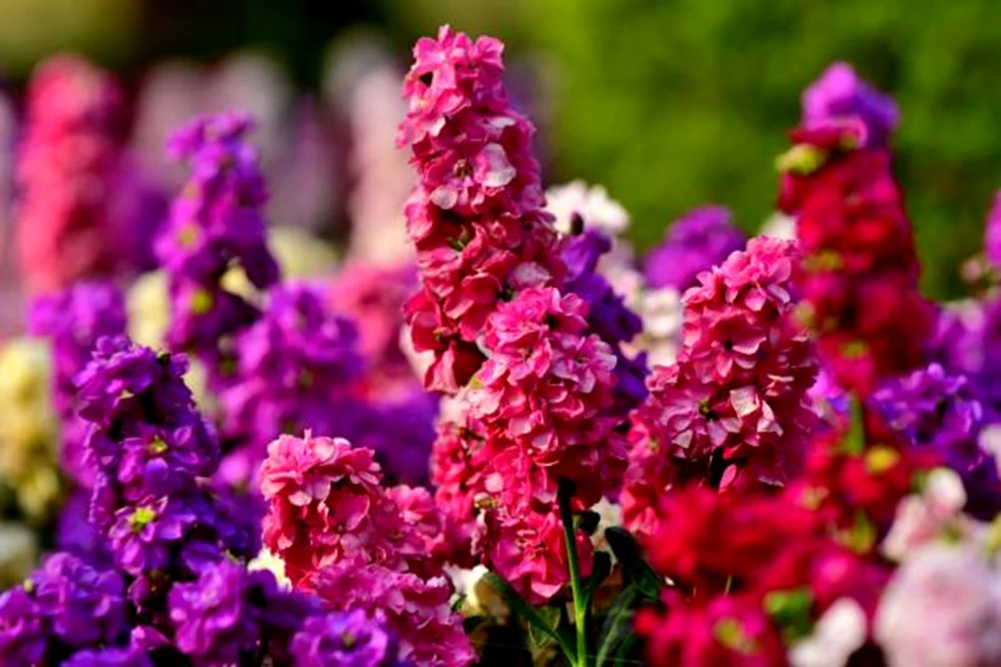 Floarea emană un parfum superb noaptea / foto: IStock