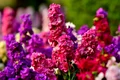 matthiola incana istock jpg