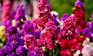 matthiola incana istock jpg