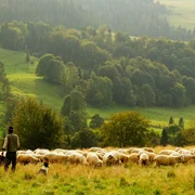 Cioban oi FOTO Pixabay