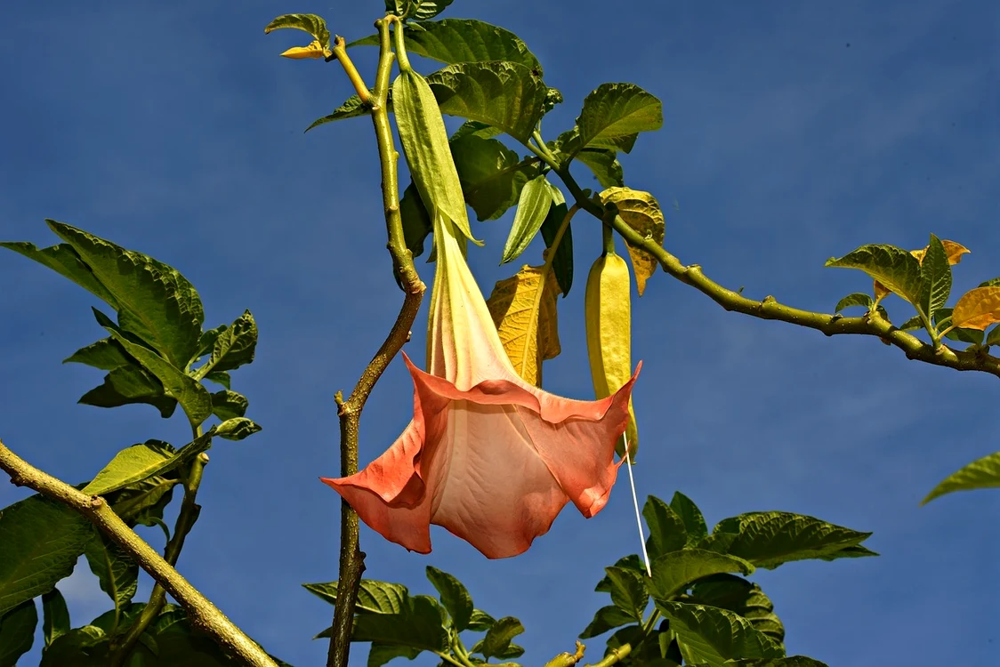1 angel trumpet 3627254 1280 jpg jpeg