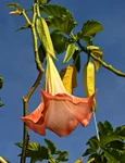 1 angel trumpet 3627254 1280 jpg jpeg