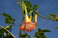 1 angel trumpet 3627254 1280 jpg jpeg