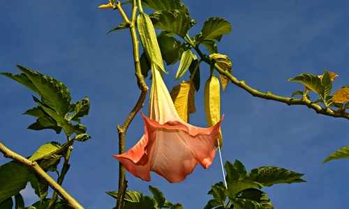 1 angel trumpet 3627254 1280 jpg jpeg