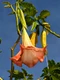 1 angel trumpet 3627254 1280 jpg jpeg