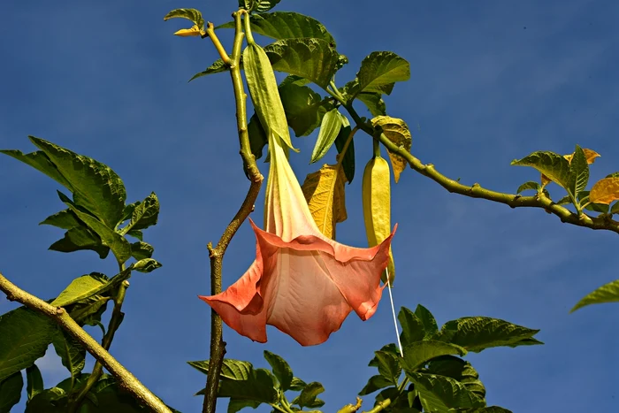 1 angel trumpet 3627254 1280 jpg jpeg