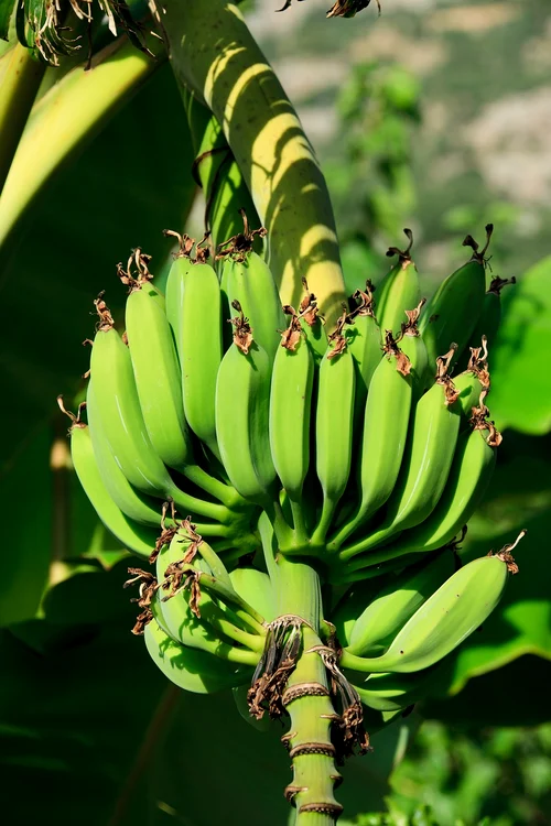 Banane în procesul de creștere / foto: Pixabay