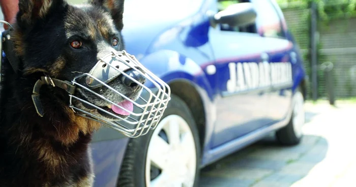 Gop este unul dintre câinii Jandarmeriei