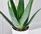 Aloe Vera  jpeg