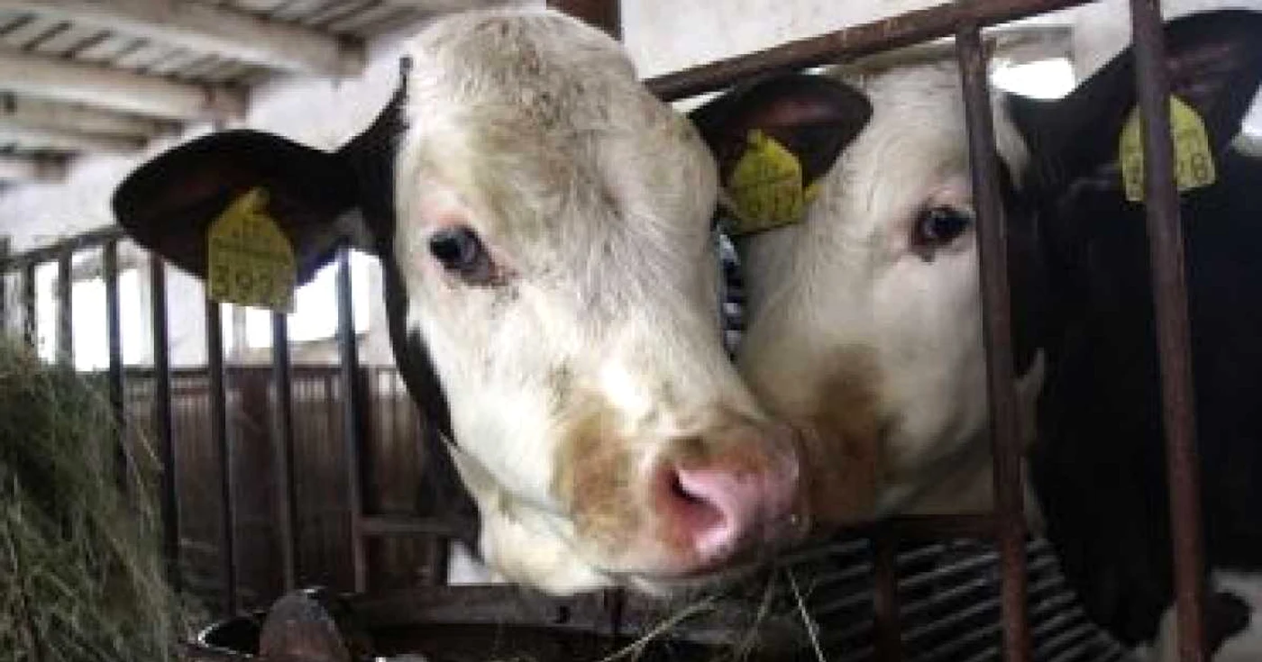 Sibiu: Producatorii de lapte monitorizaţi de DSV