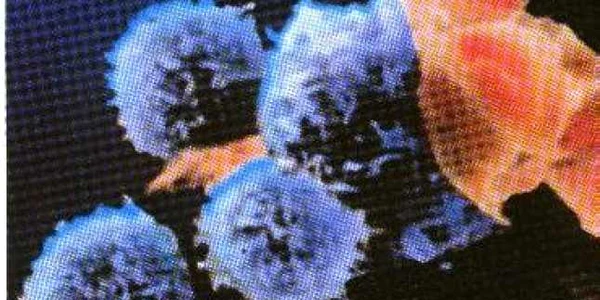 Francezii au descoperit o nouă variantă de virus HIV