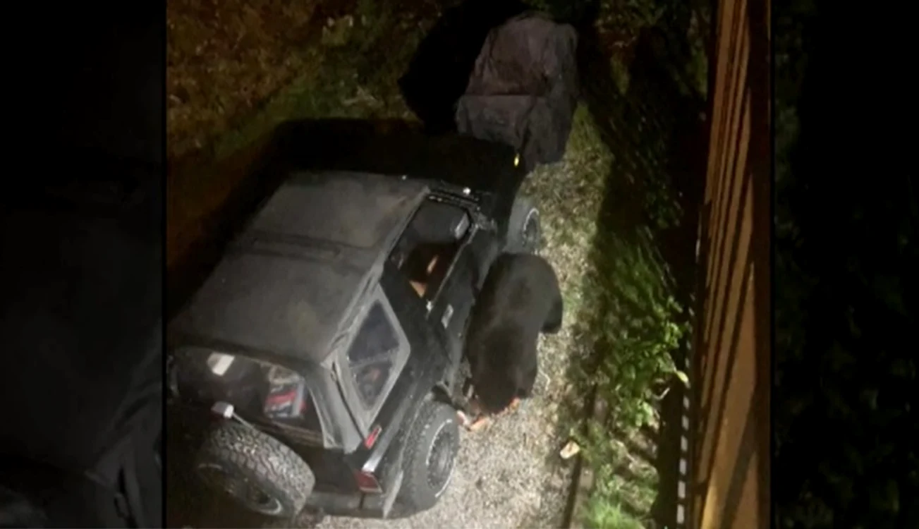 Ursul a băut 69 de doze de suc Foto: captură video 