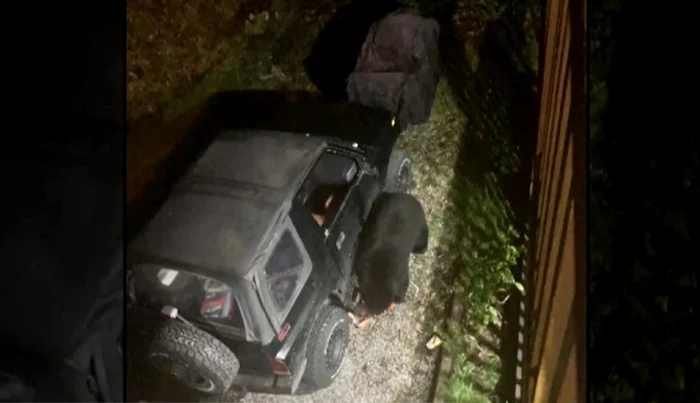 Ursul a băut 69 de doze de suc Foto: captură video