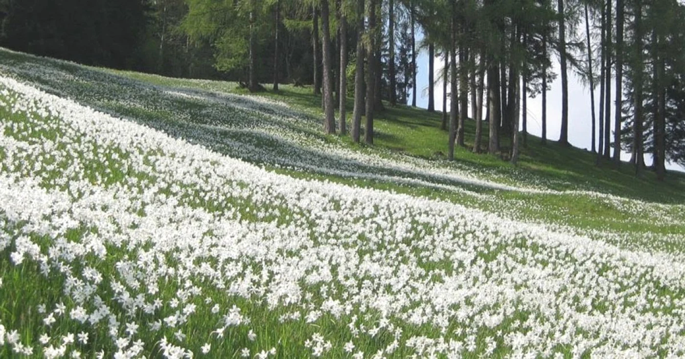 Poiana Narciselor este un adevărat paradis în luna mai. FOTOromaniadescoperita.ro