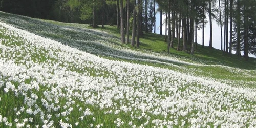 Poiana Narciselor de la Vad