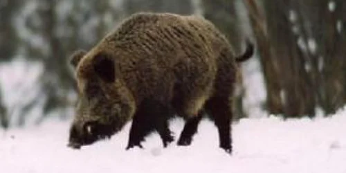 Aproape 30 de porci mistreți sunt noul pericol pentru prahovenii din SE Prahovei (foto: arhivă)
