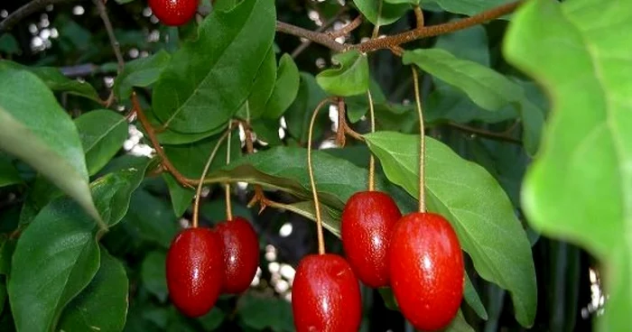 gradina fermecata