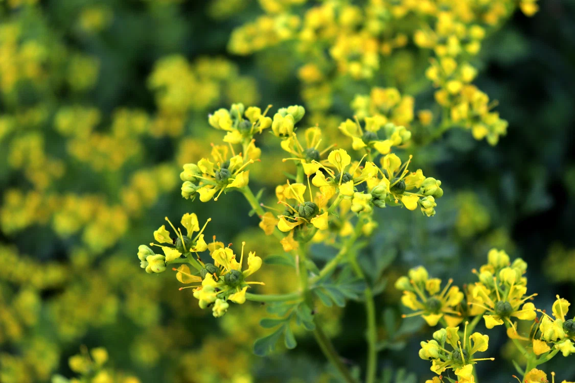 
    Virnanțul este o plantă mai puțin cunoscută, dar cu numeroase întrebuințărifoto: Shutterstock  