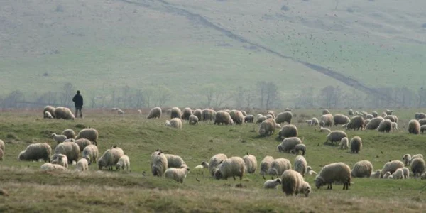 Cioban